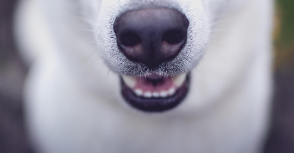 A close up of a white dog's black nose and white muzzle, which displays healthy pet teeth, as good pet dental health plays a significant role in a pet's overall health.