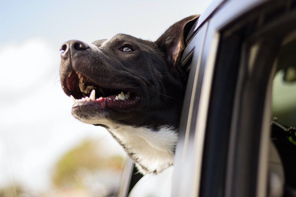 A grey and white dog sticks its head out of a car window.