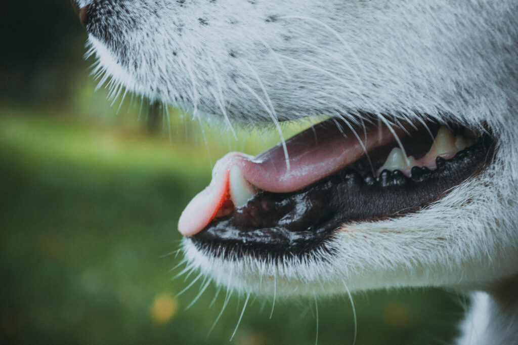 A close up of a white dog's muzzle and its teeth.
