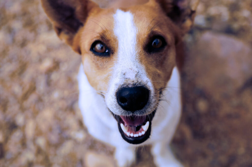 An orange and white dog shows its healthy teeth by smiling.