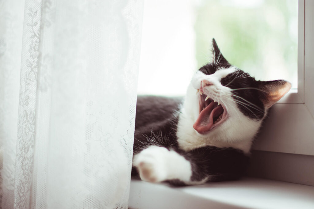 A grey and white cat yawns as it sits in a windowsill.