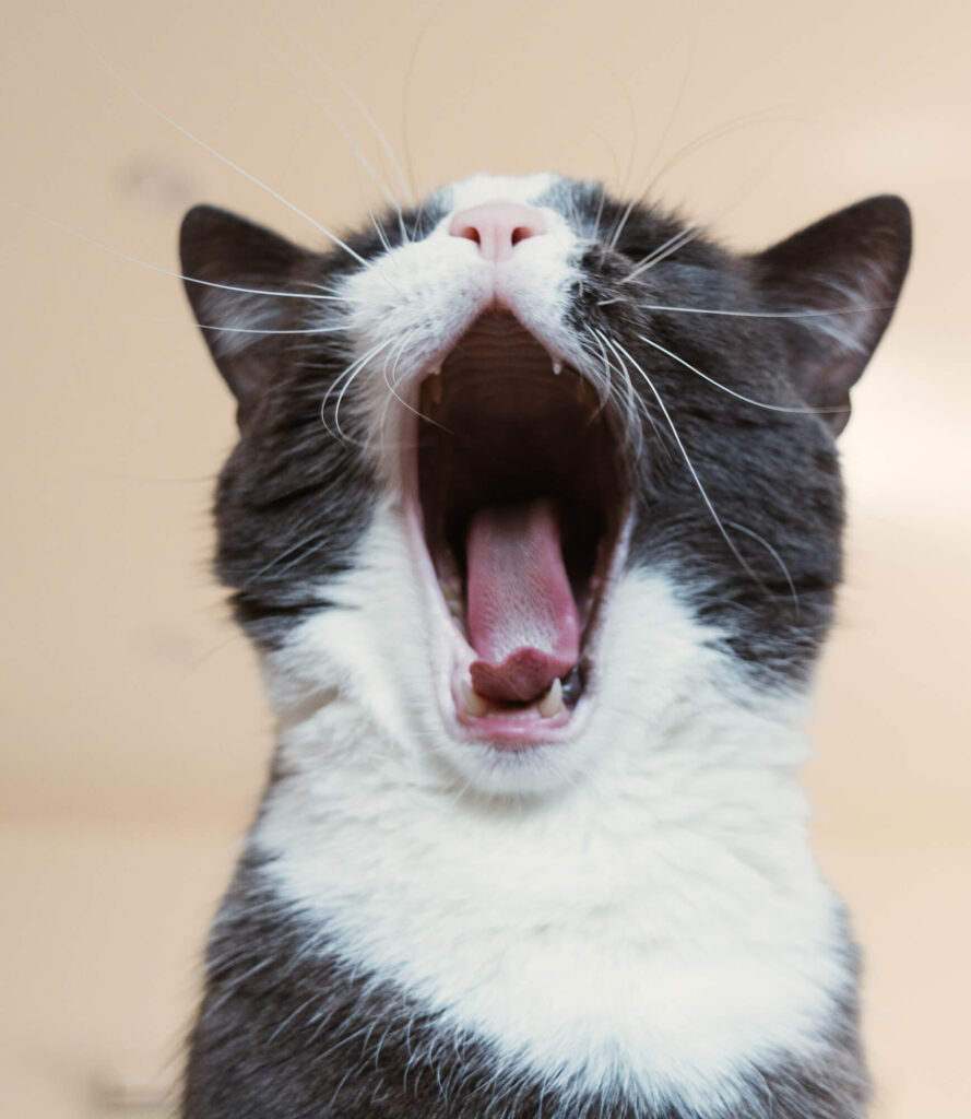 A black and white cat displays its healthy teeth while yawning.