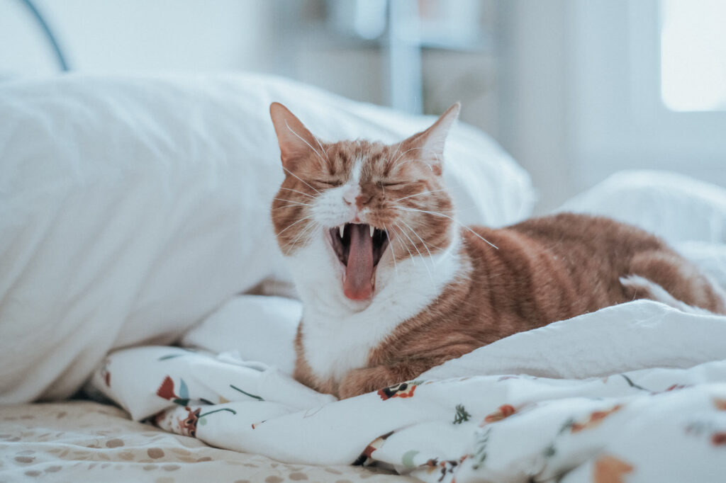 An orange and white cat yawns and displays its healthy teeth while laying in a cozy bed.