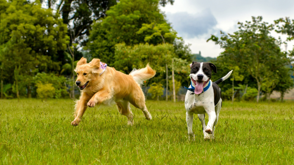A golden retriever and a pitbull mix happily run around and play in a green field getting their daily canine fitness and dog exercise in.