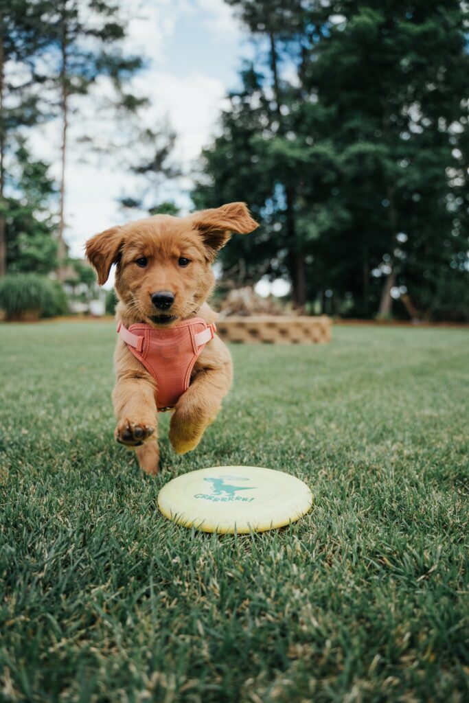 A golden retriever puppy gets its canine fitness in by chasing down a yellow frisbee in a green field.
