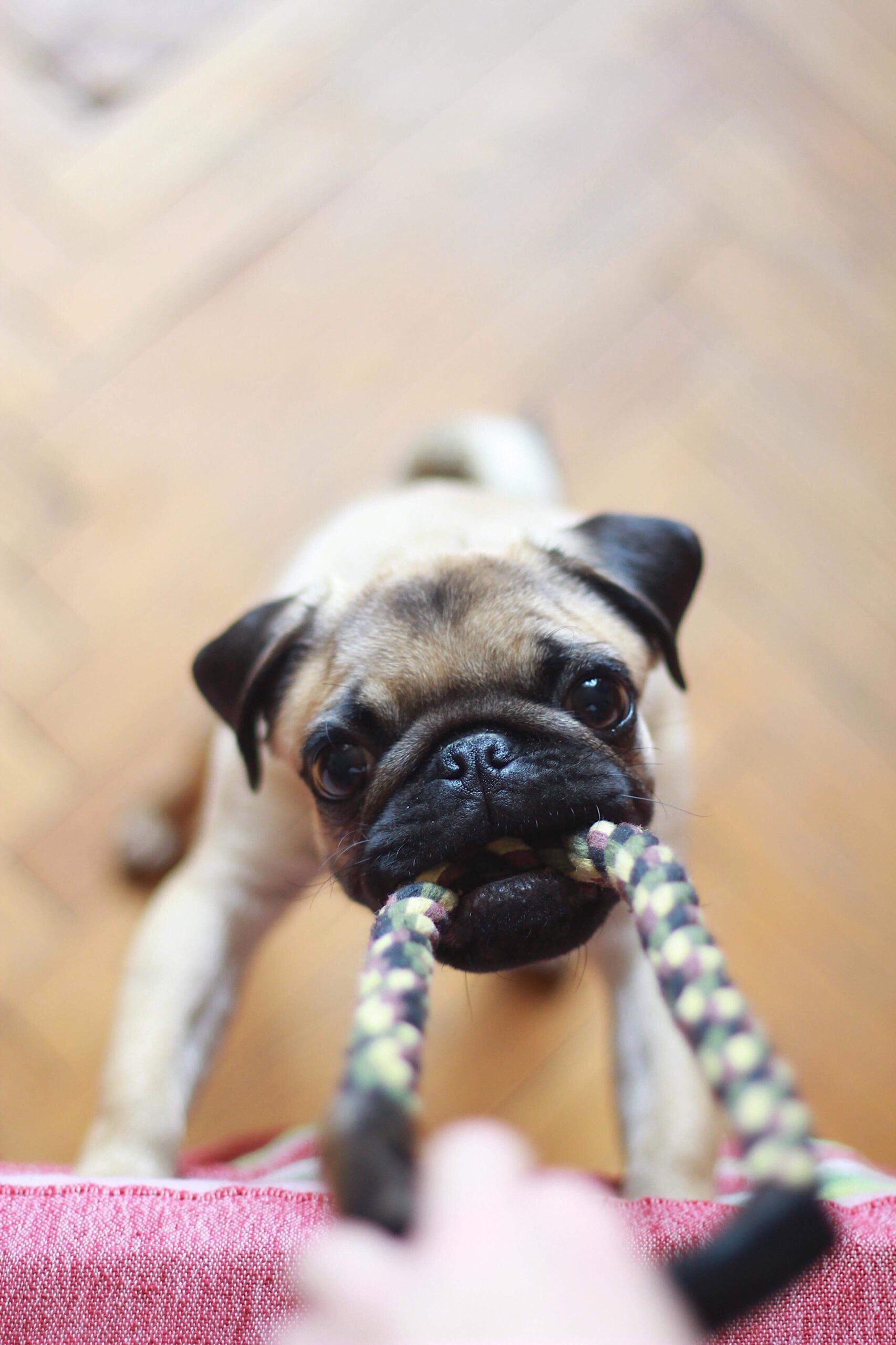 A pug puppy plays tug of war with a rope toy and its owner inside and gets its daily dog exercise in.