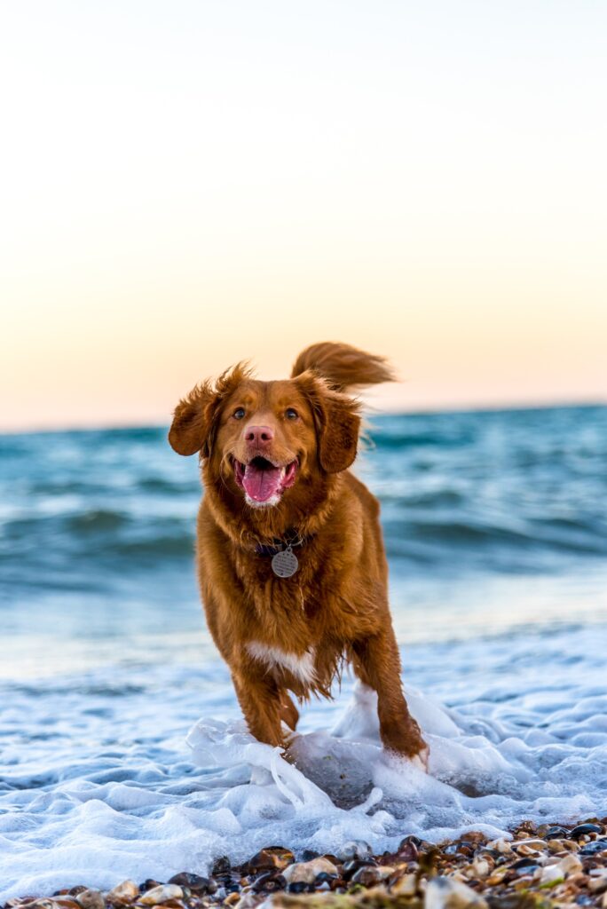 A reddish brown coloured down happily splashes in the waves at a beach.