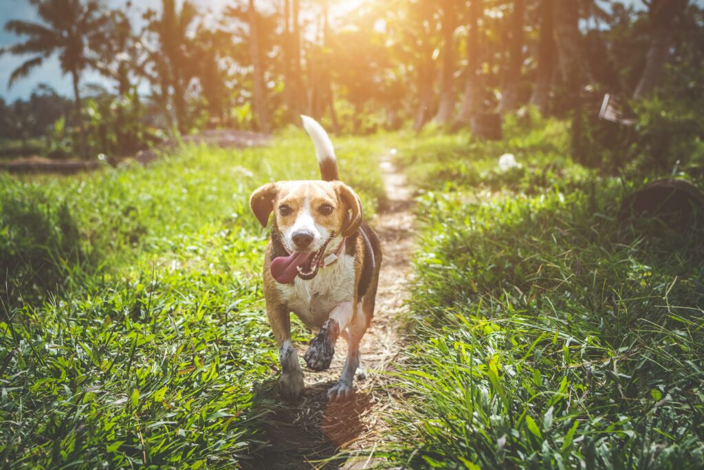 A beagle with his tongue out runs along a trail in a sunny forest getting its dog exercise in.