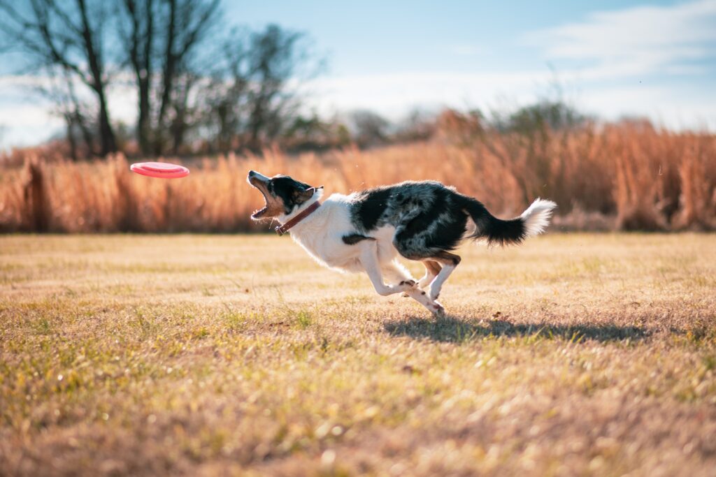 An australian shepherd with white, grey and black fur chases down a flying red frisbee in a grassy field, getting his daily dog exercise in.