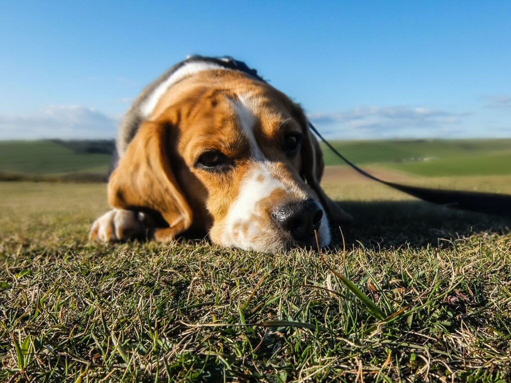 A beagle lays with its head down in the grass on a sunny day with a leash attached.