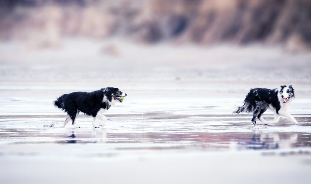 Two black and white collies run along a beach in wet sand, one holding a yellow tennis ball in its mouth as the dogs exercise.