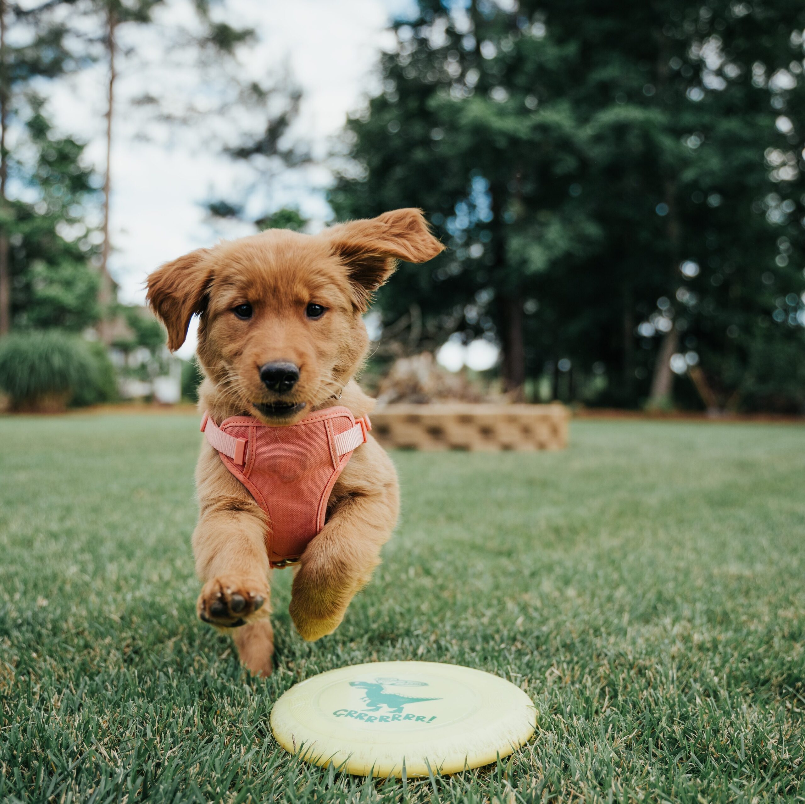 A golden retriever puppy gets its canine fitness in by chasing down a yellow frisbee in a green field.