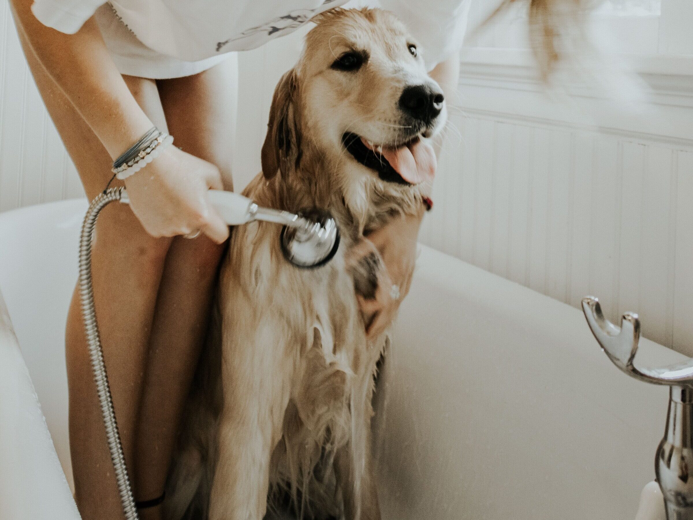 A golden retriever is getting rinsed off by its owner after getting a dog bath.