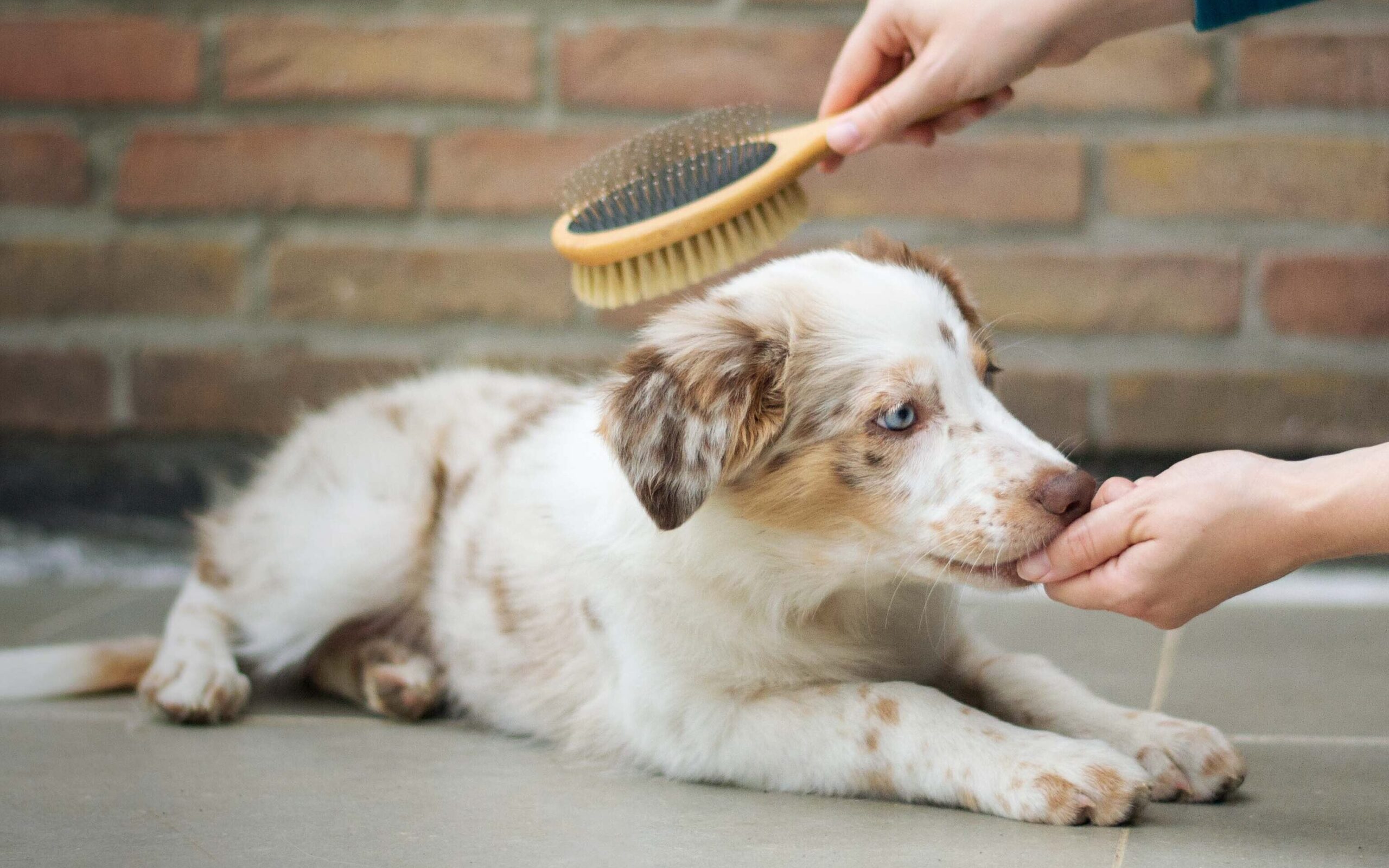 An australian shepherd new puppy lays on the ground while its owner uses a double sided dog brush to groom its hair.