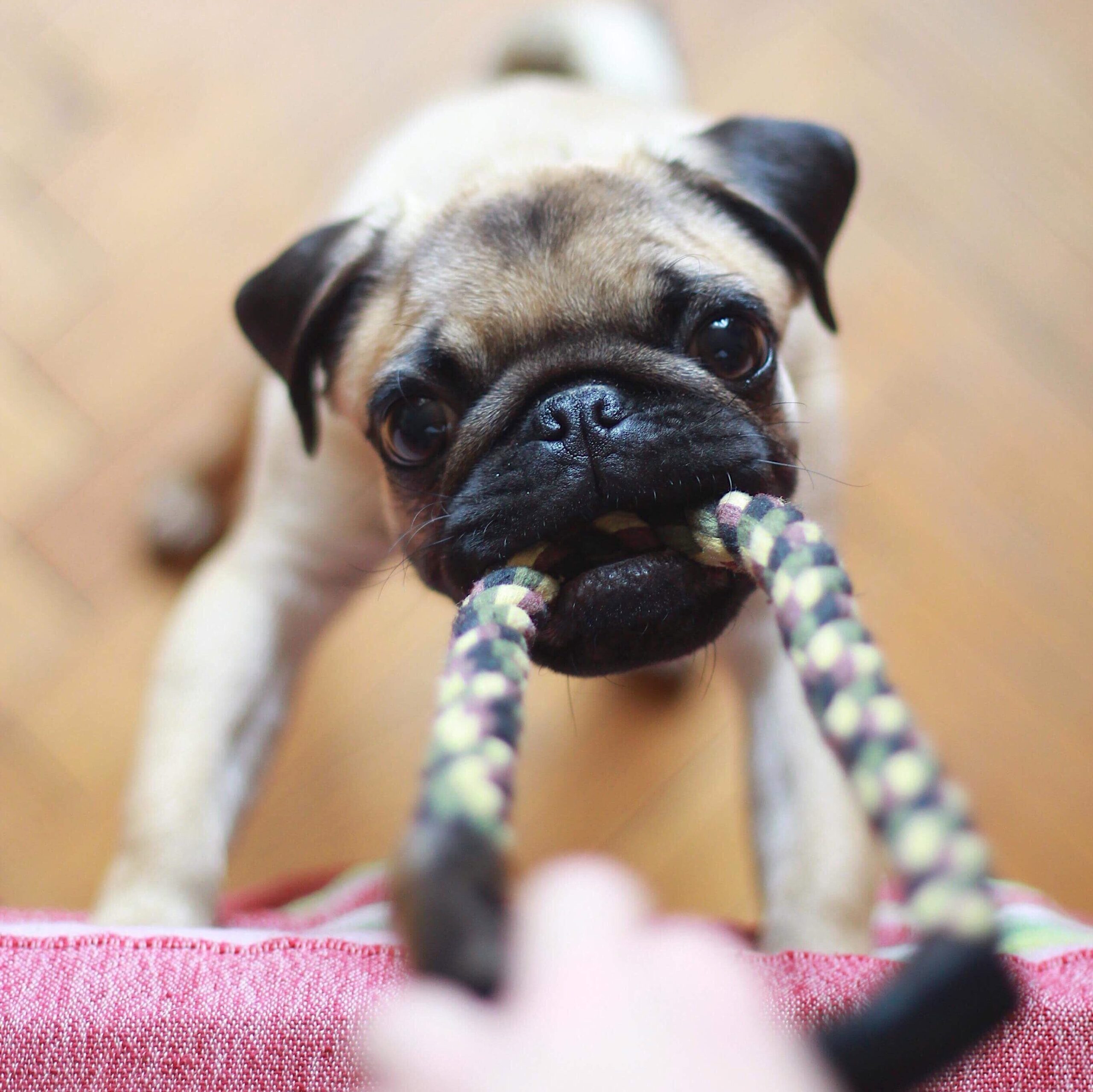 A pug puppy plays tug of war with a rope toy and its owner inside and gets its daily dog exercise in.