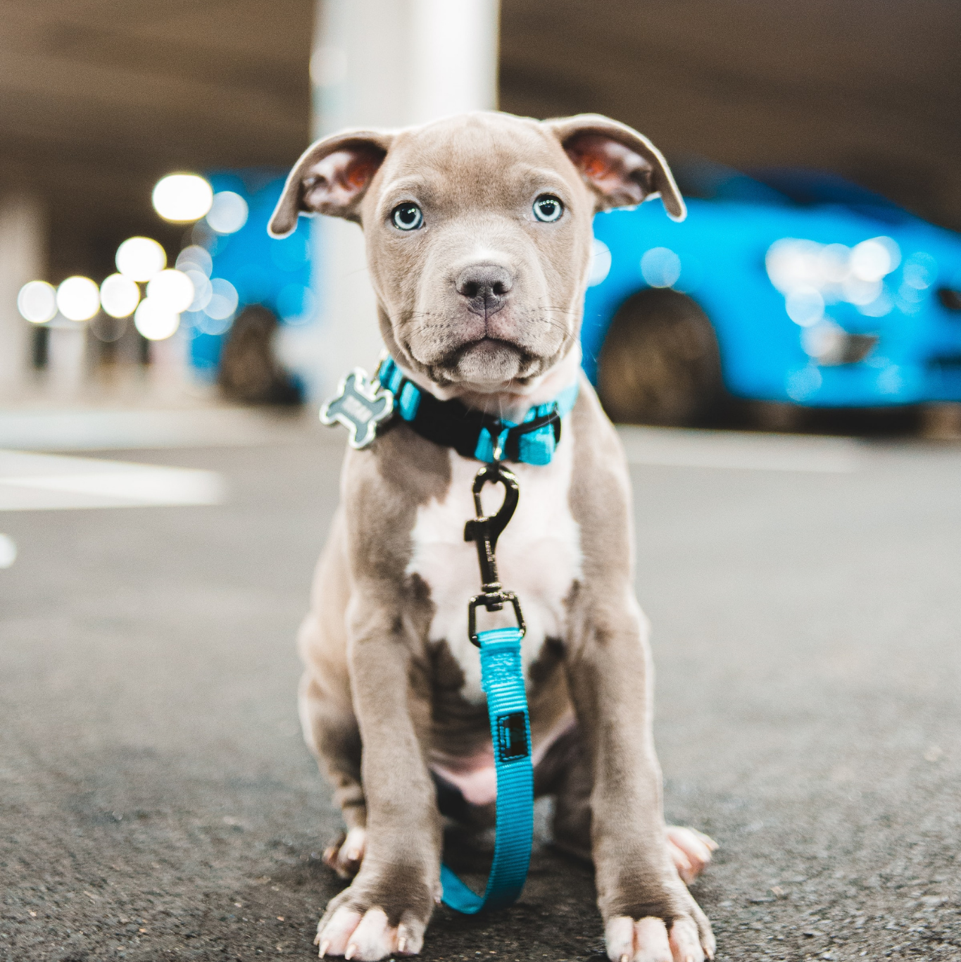 A grey pitbull puppy wears a bright blue collar and matching leash while sitting down.