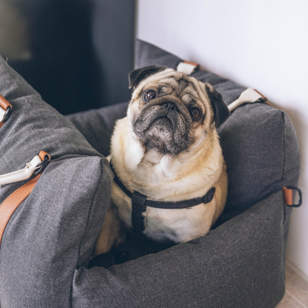 A pug dog sits in a cushy dog car seat