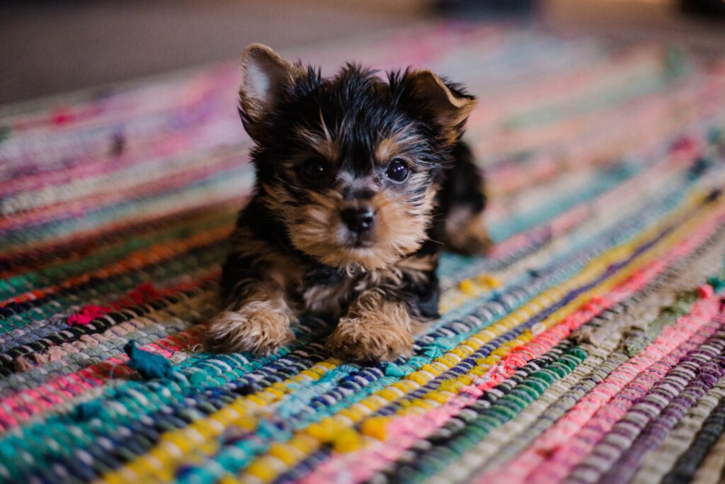 A black and brown yorkie puppy lays on a multicoloured striped carpet.
