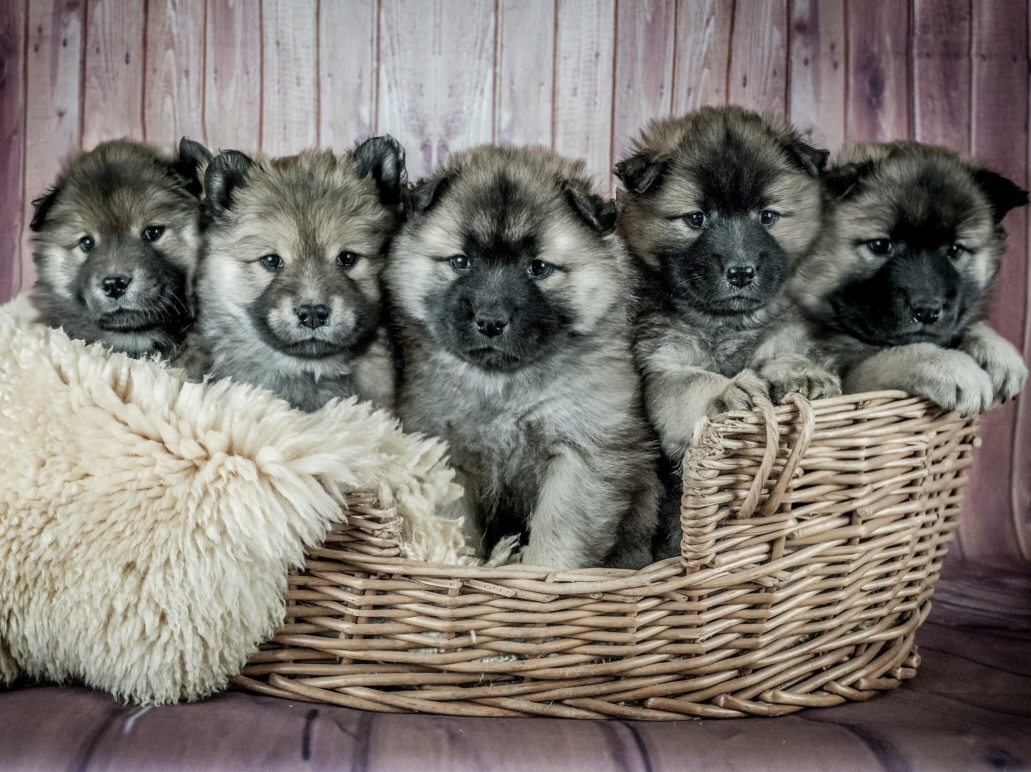 five fluffy dark coloured new puppies sit together in a basket with a fuzzy white blanket.