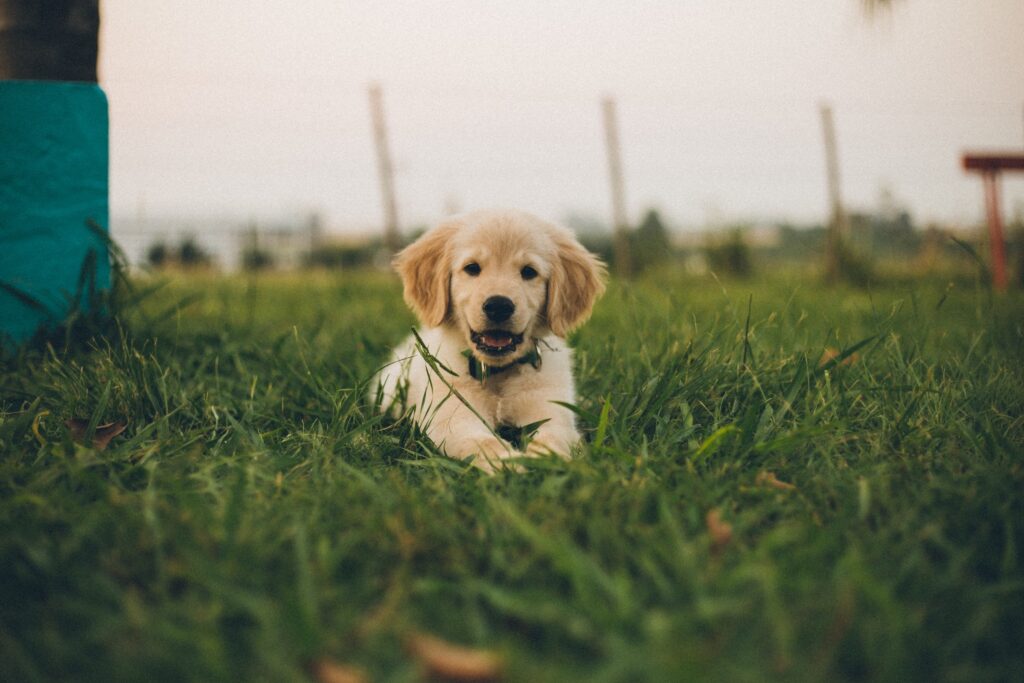 A yellow labrador retriever new puppy lays down in green grass.