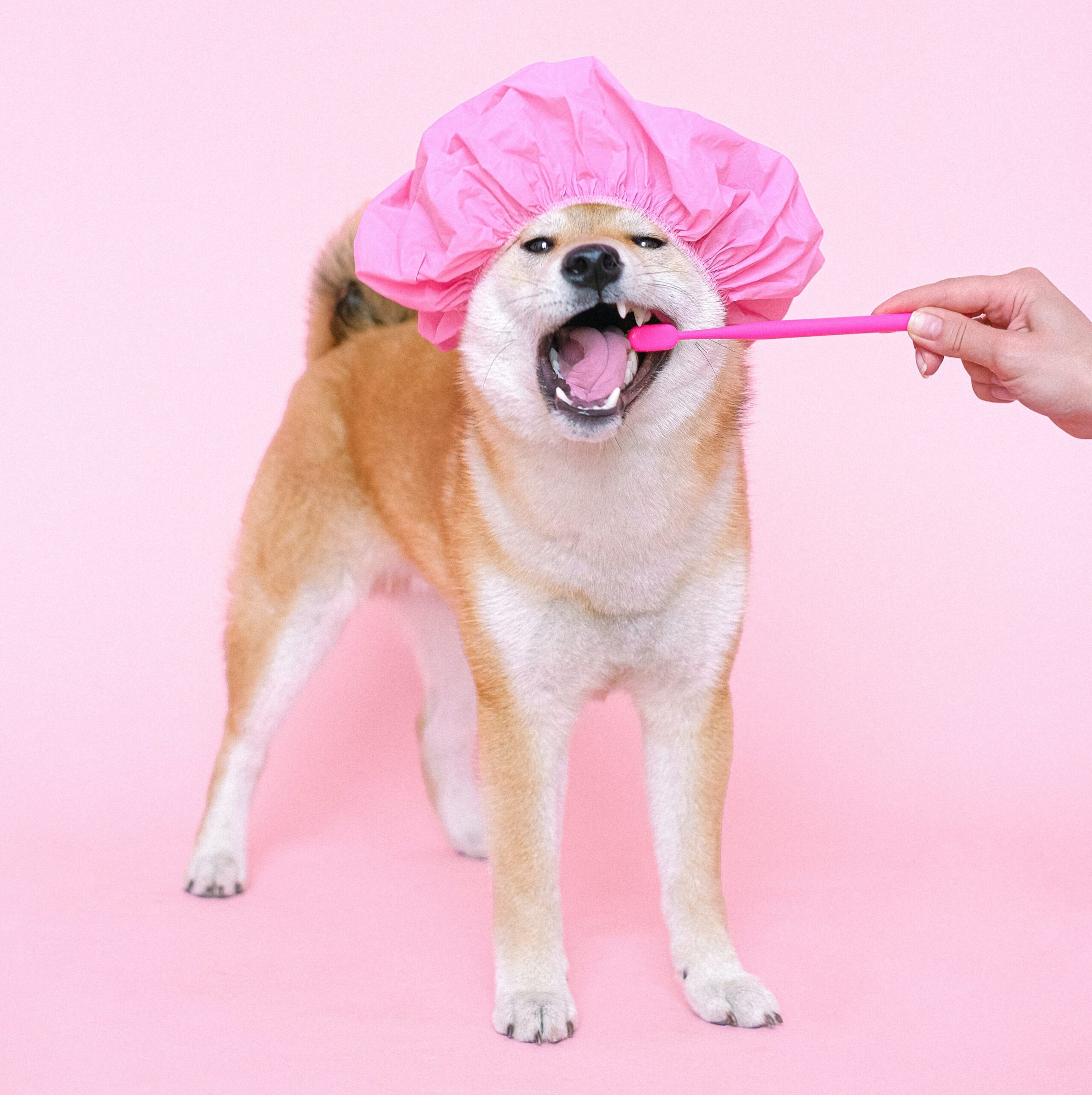 A shiba inu orange and white dog with a pink shower cap on gets its teeth brushed by its owner.