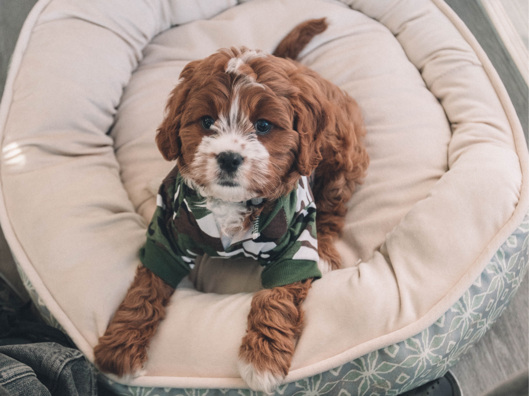 A poodle mixed new puppy with a green shirt lays in a new dog bed.