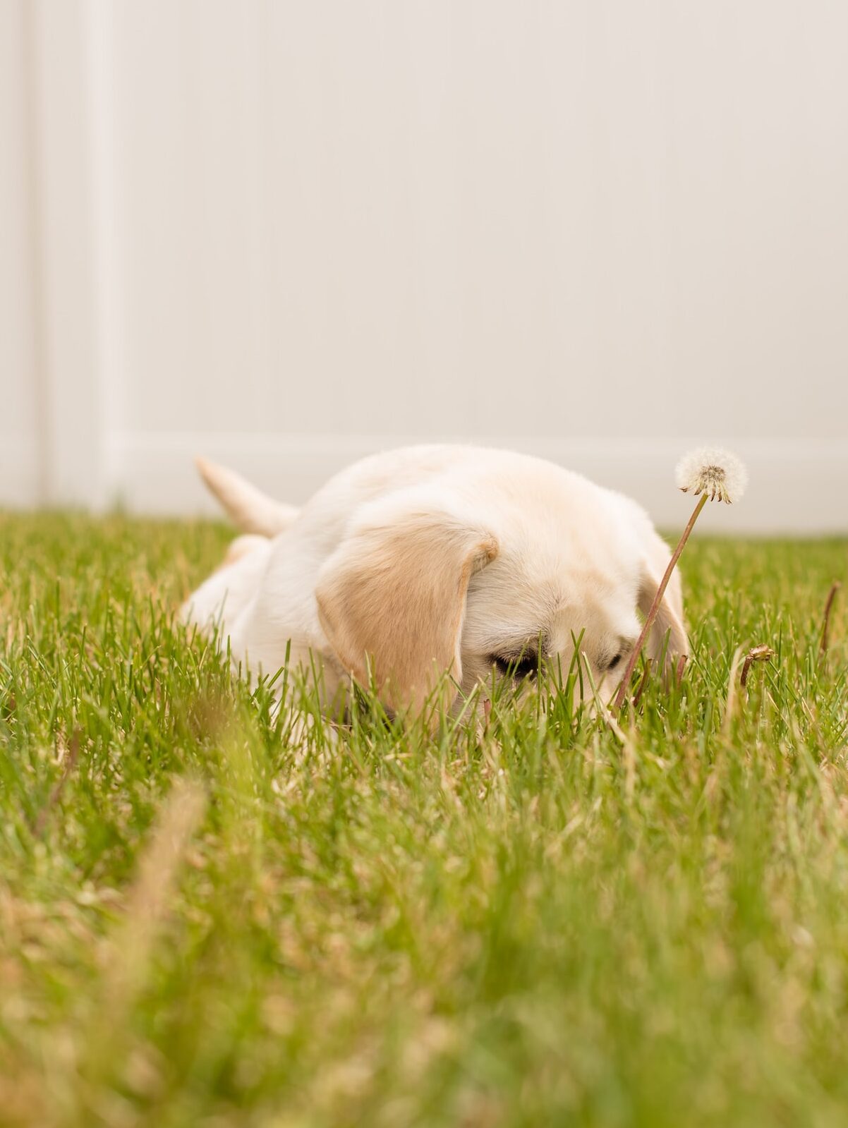 A yellow lab new puppy lays in the green grass with a white fence in the background.