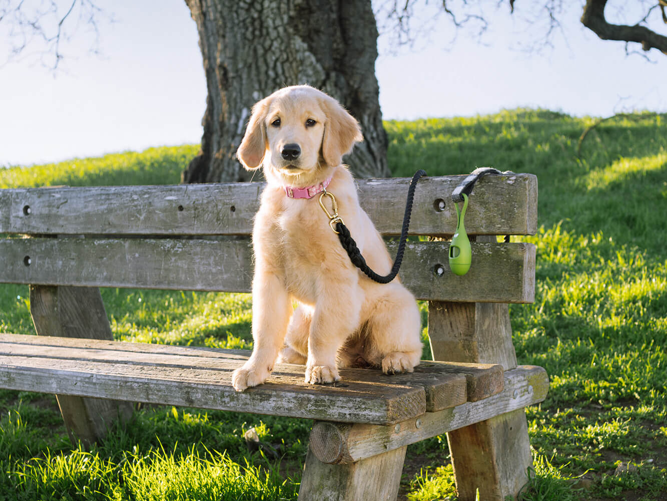 A golden retriever new puppy sits on a wooden bench in a park, with a black leash on that has an Earth Rated poop bag holder attached.