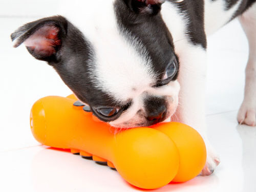 A boston terrier black and white new puppy with an orange chew toy.