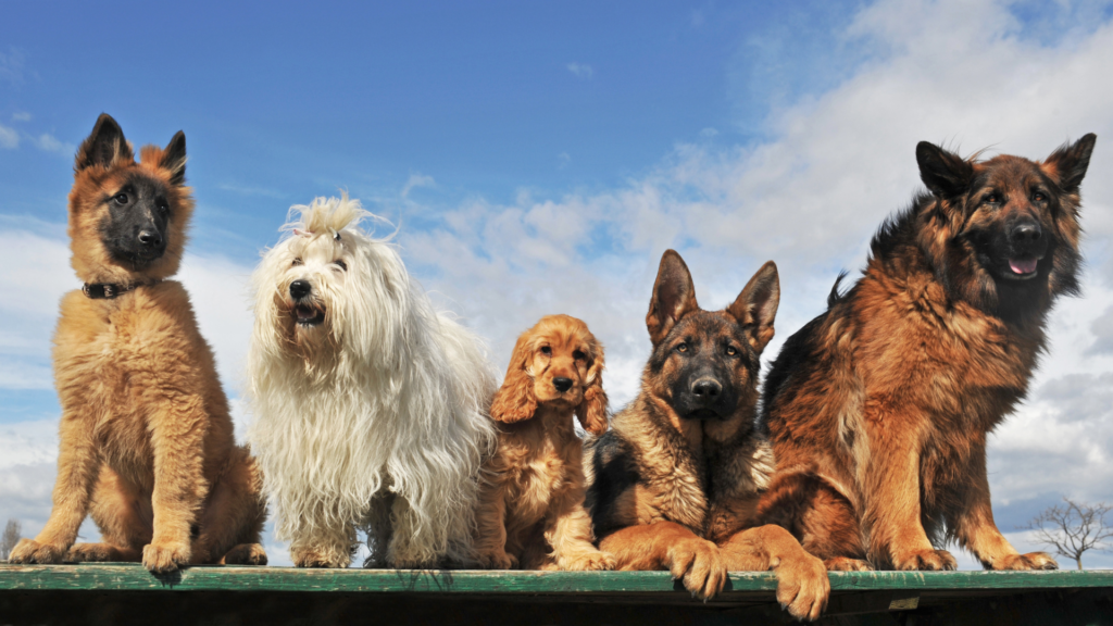 Five dogs stand up against a railing on a sunny day with blue skies and clouds in the background.