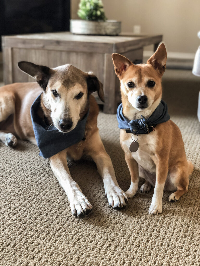 Brandy, the senior germand shepherd mix with a greying face, and Bear, the little chihuhua mix, both wear a scarf as they pose for a picture on the carpeted floors, both owned by Amanda Sarvas, the owner of Bone & Biscuit Leduc.