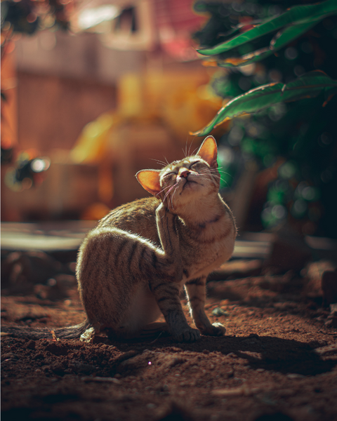 A bengal cat scratches behind its ear while outside in a garden.