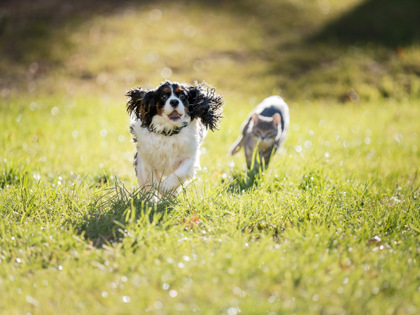 A black and white spaniel runs in a grassy field with a grey cat chasing behind him on a sunny day.
