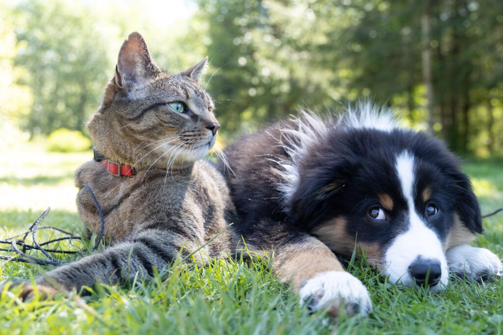 A Bernese mountain dog puppy with black, white and beige fur lays with his head down in the grass next to a grey tabby cat in the field, with a forest in the background on a sunny day.