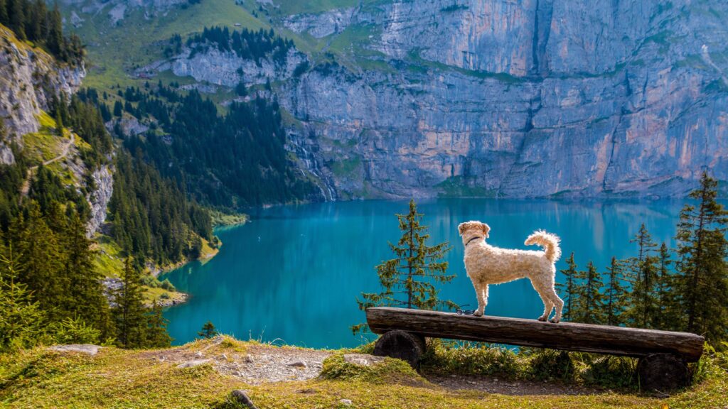 A white-coloured, curly haired dog stands on a fallen log looking out over at a bright blue lake below while hiking.