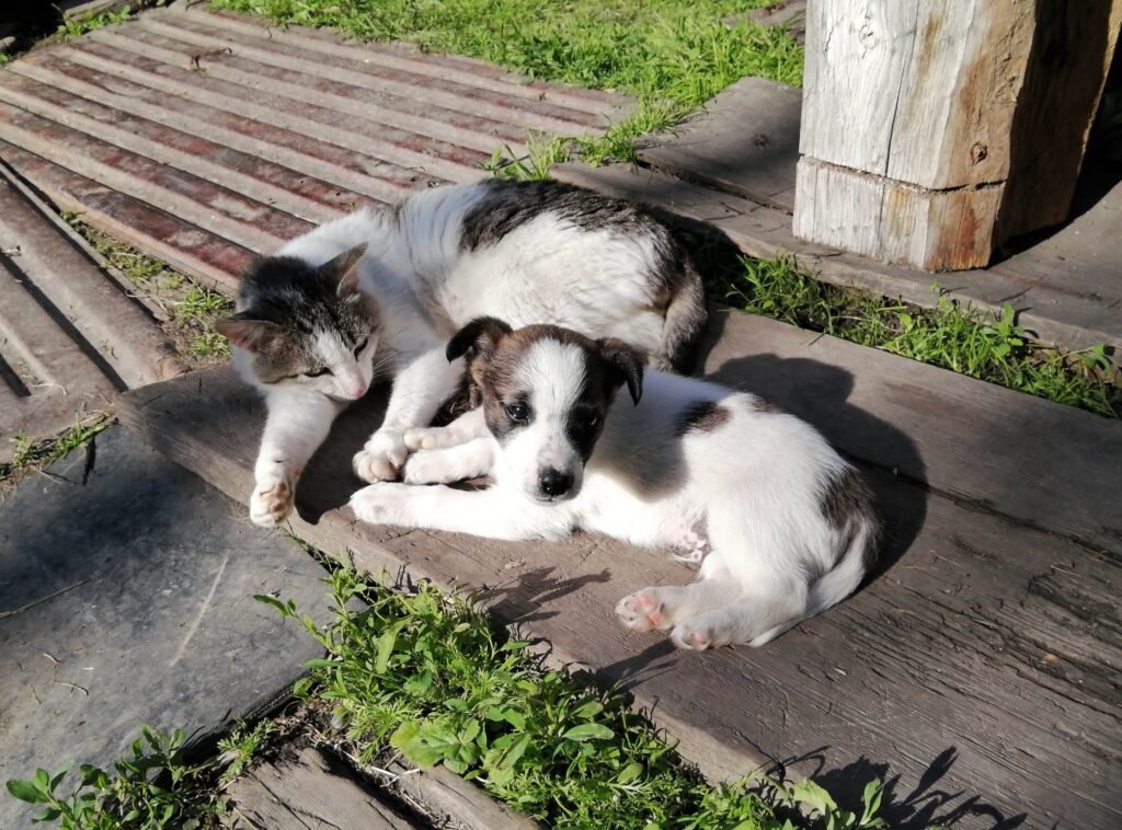 A white and grey puppy lays on a wooden deck with a white and grey cat, cuddling in the midday sun.