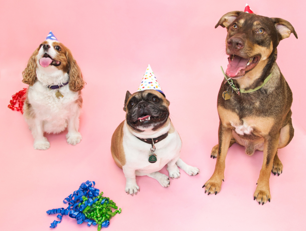 A spaniel, a bulldog mix, and a german shepard mix in party hats sit together ready to celebrate the grand opening of the the Bone & Biscuit Yonge Sheppard Location.