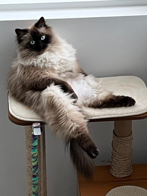 Lenny the Siberian cat, owned by Tara, the owner of Bone & Biscuit Riverside, sits in a funny position on a cat tower.