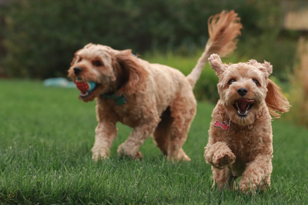 Two poodle cross dogs, one with a ball in its mouth, run along a bright green lawn.