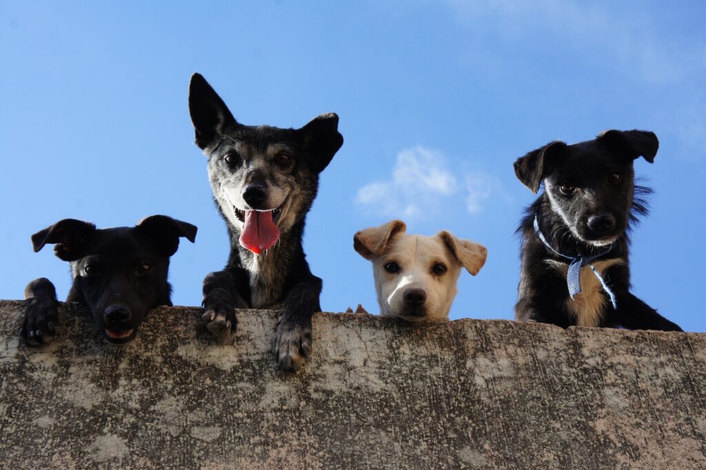4 dogs look over the edge of a log with blue skies above.