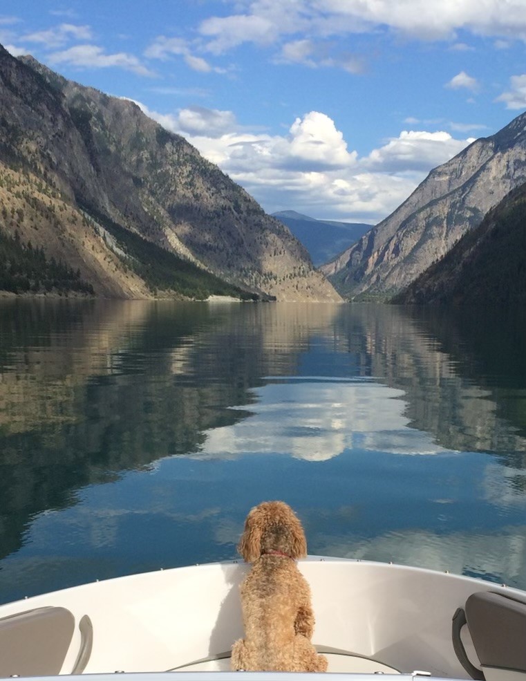 Manny, the shih tzu poodle cross owned by Tara, the owner of Bone & Biscuit Riverside, sits at the tip of a small boat looking out at a lake on a sunny day. 