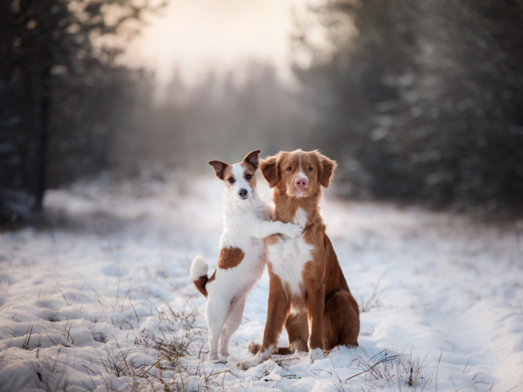 A jack russell terrier stands on its hind legs hugging his retriever dog friend while standing in the snow on a sunny day.