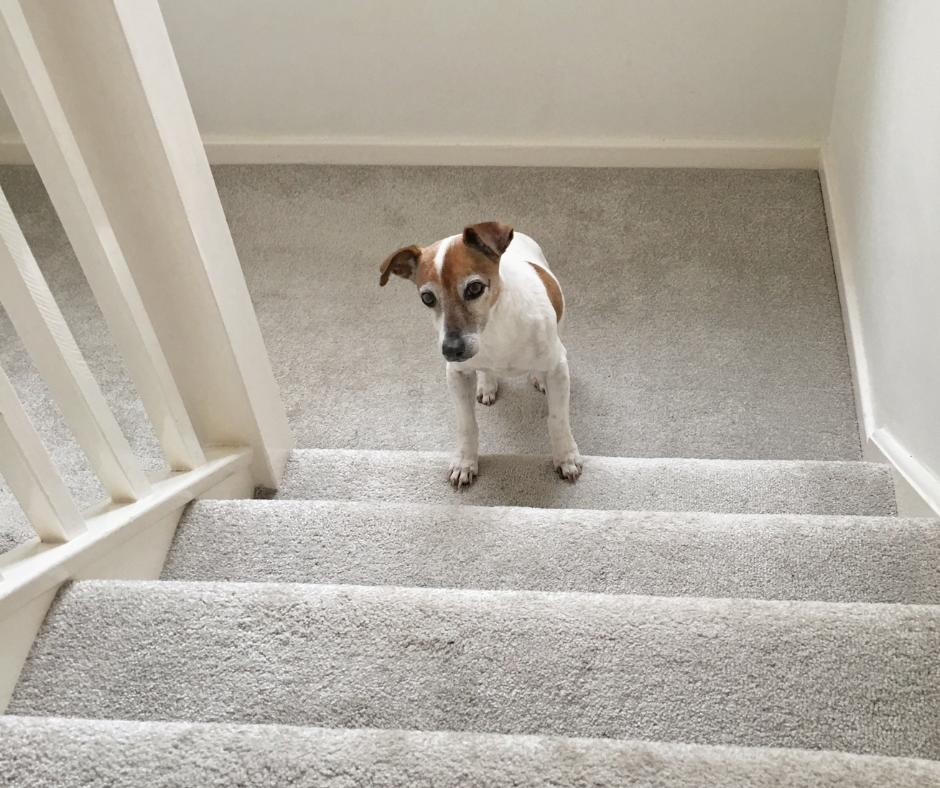 A senior pet, an older jack russell terrier, walks up carpeted stairs in its home. Using carpets in your home is a great way to keep your senior pet from slipping.