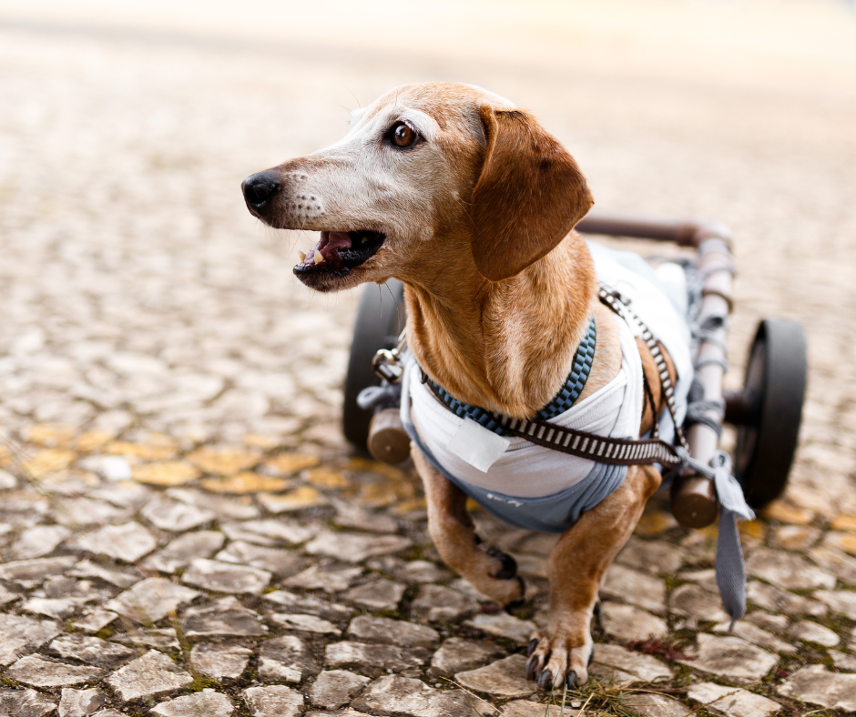 A senior pet, an older dachshund with a greying face, walks on a cobbled pathway with a dog wheelchair to help keep him mobile. Building ramps is a great way to help your less mobile senior pets stay independent for Senior Pet Month.
