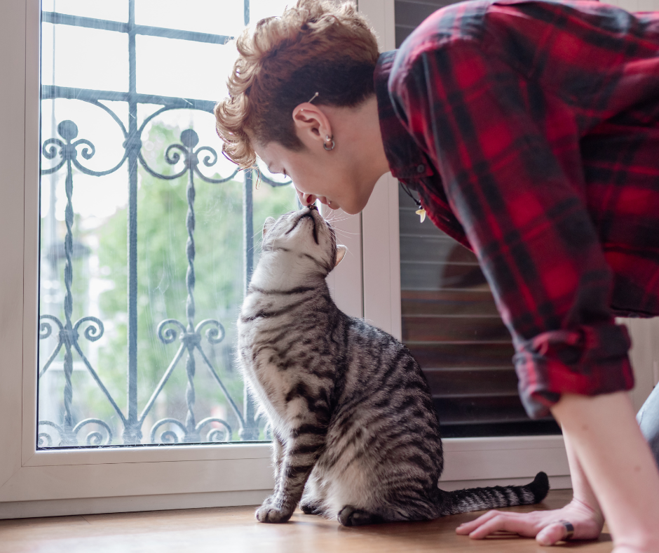 A senior cat, a grey tabby, sniffs its owner's nose by the door as they spend time bonding with one another. Spending extra time bonding with your senior pet is a great way to celebrate Senior Pet Month.