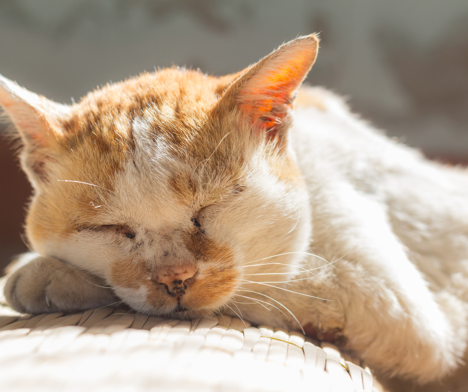 A senior cat sleeps on a woven wicker chair in the sunlight. Keeping your senior pet calm and comfortable is key for a healthy pet.