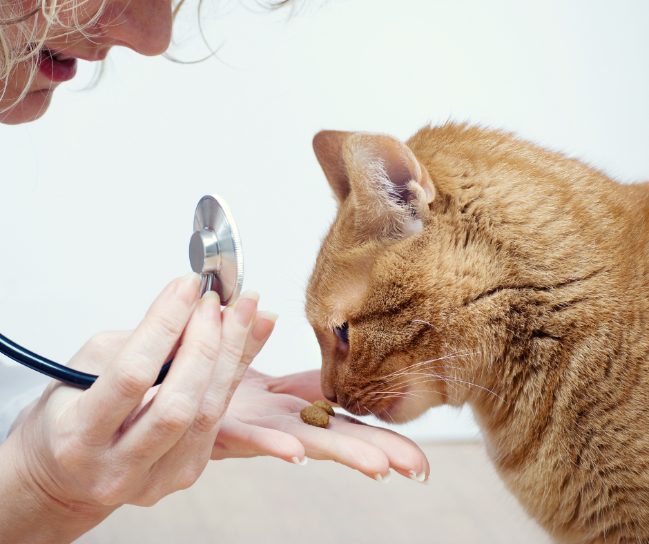A senior cat, an orange tabby, sniffs a treat in the palm of a veterinarian's hand while getting a check up. Regular checkups with the vet for your senior pet is a good way to keep on top of your pet's health for Senior Pet Month.