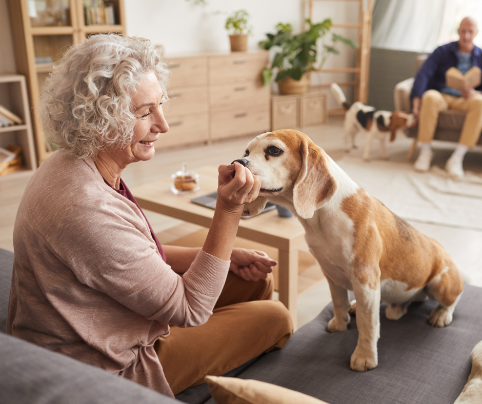 A senior dog, a grey face beagle, eats treats from its owners hands while on the couch. Finding a healthy diet for your senior pet is a good way to support a healthier future for your pet for Senior Pet Month.