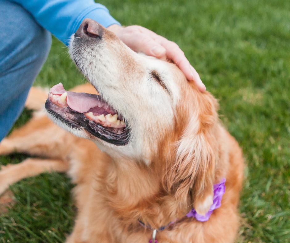A senior dog laying in a field happily gets pets from its owner. Spoiling your senior pet for Senior Pet Month is a great way to keep them happy!