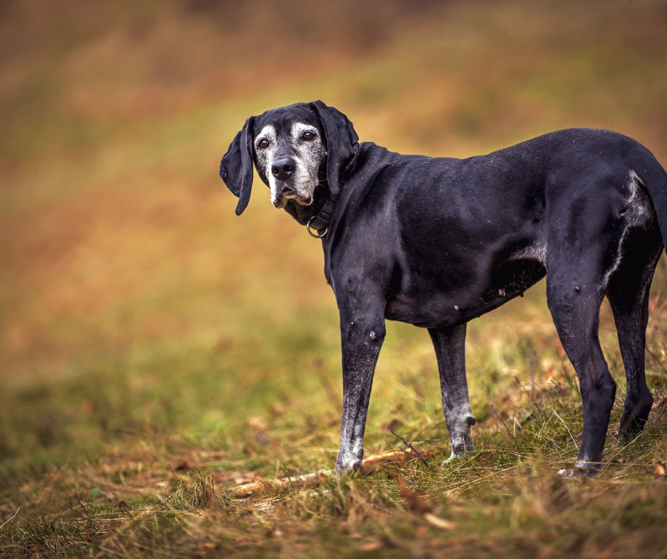 A senior dog, a black lab, stands in the middle of a field looking back at its owner. Being patient with your senior pet as they age will help you and your pet manage their care better.